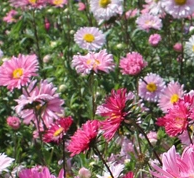 翠菊