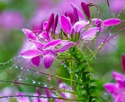 醉蝶花