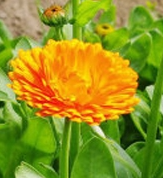 金盏菊