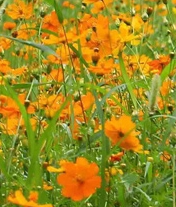 硫华菊