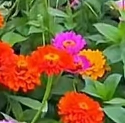 百日草