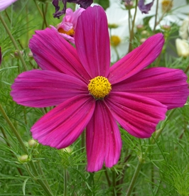波斯菊