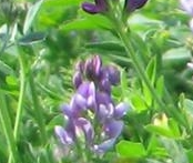 紫花苜蓿