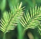 扁穗冰草