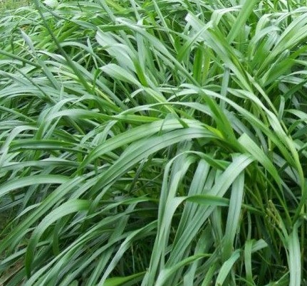 多花黑麦草