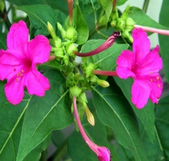 紫茉莉
