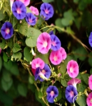 牵牛花
