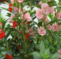 凤仙花
