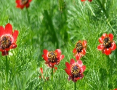 福寿花