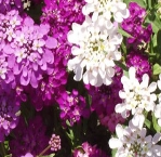蜂室花