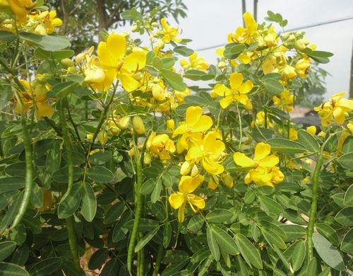 黄花决明