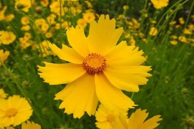 金鸡菊